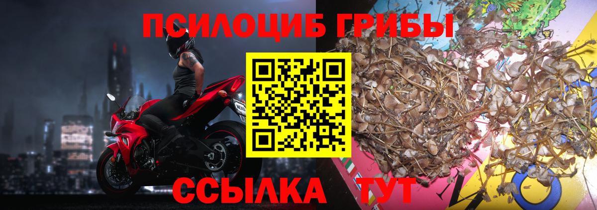 Псилоцибиновые грибы Psilocybe Лениногорск